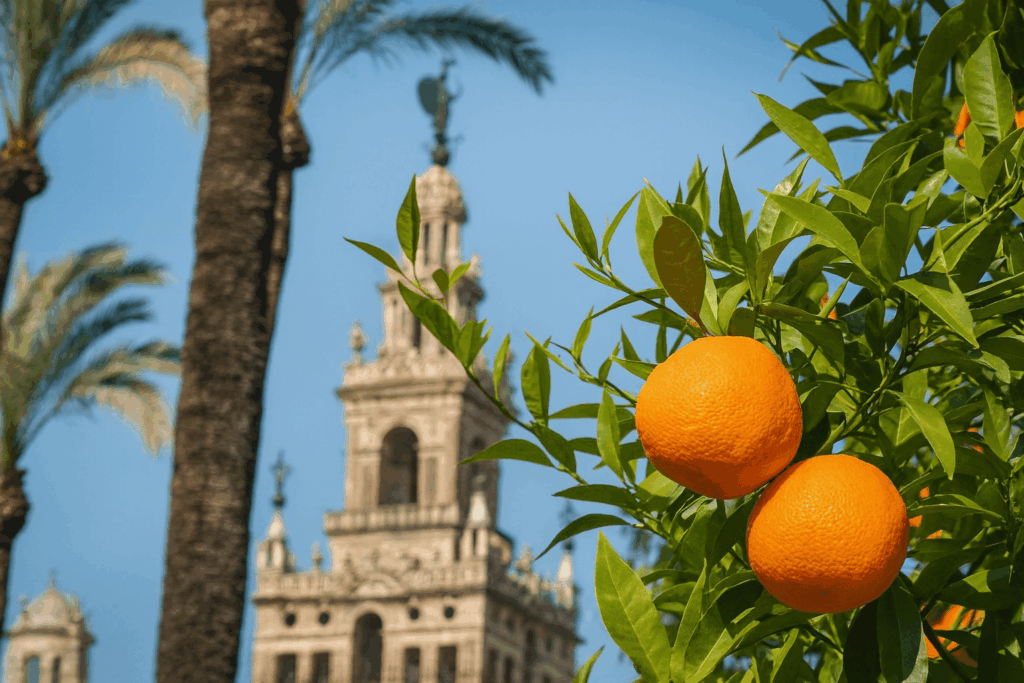 Conoce Sevilla la ciudad con mas naranjos del mundo